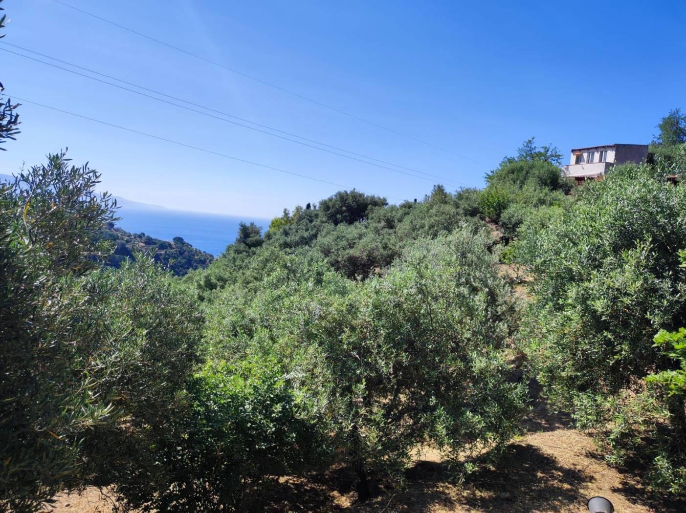Vista