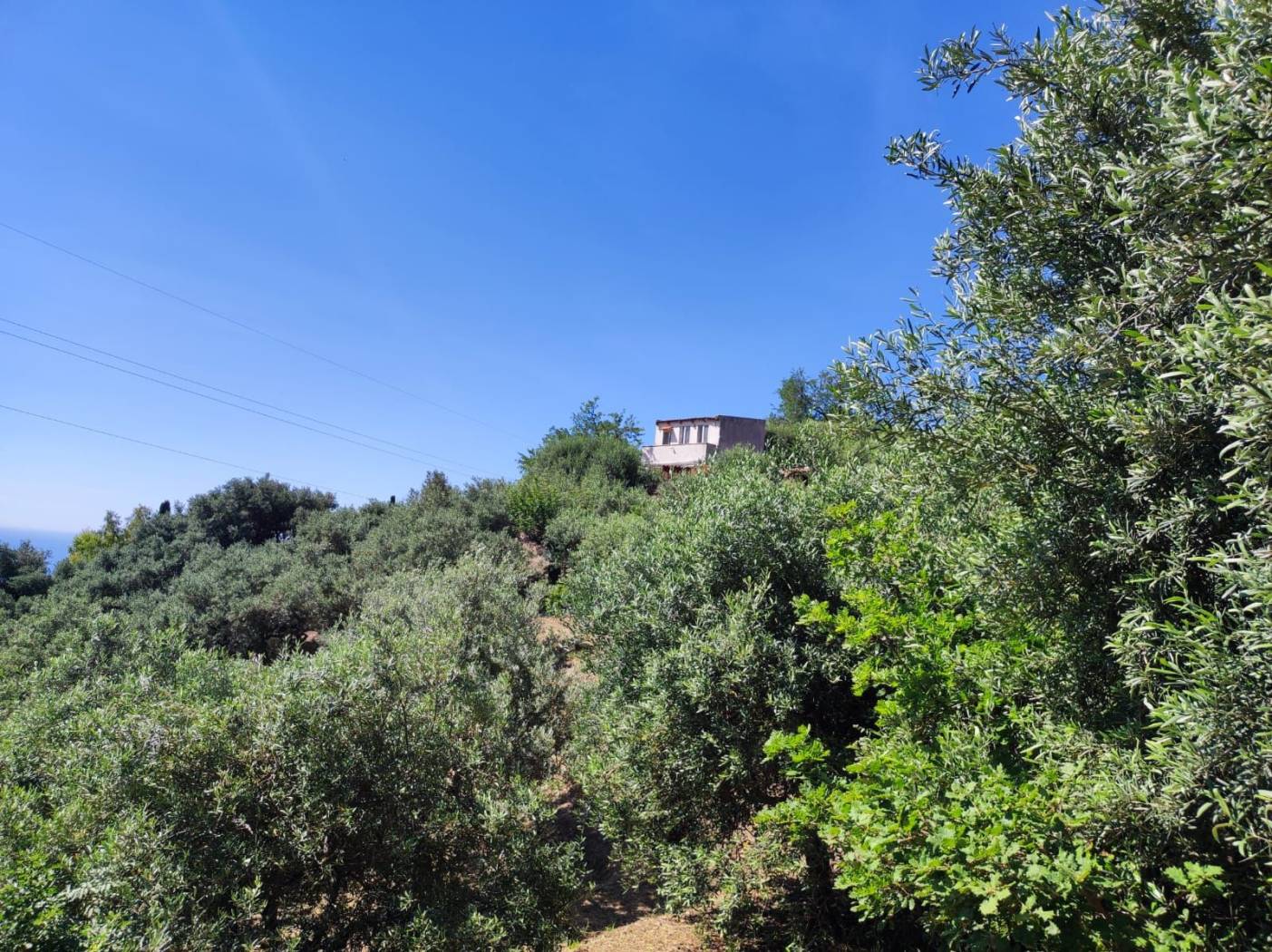 Vista