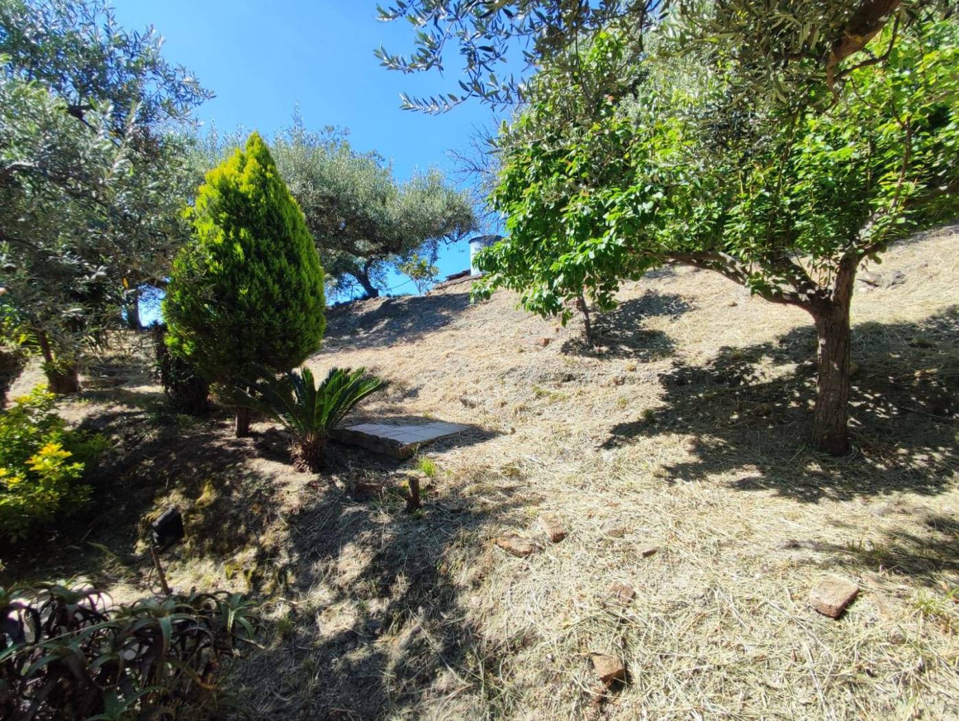 Terreno