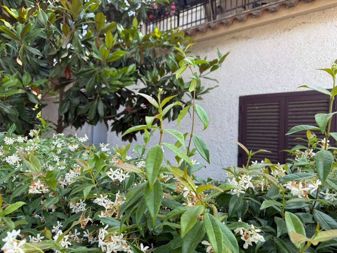 Giardino Giardino