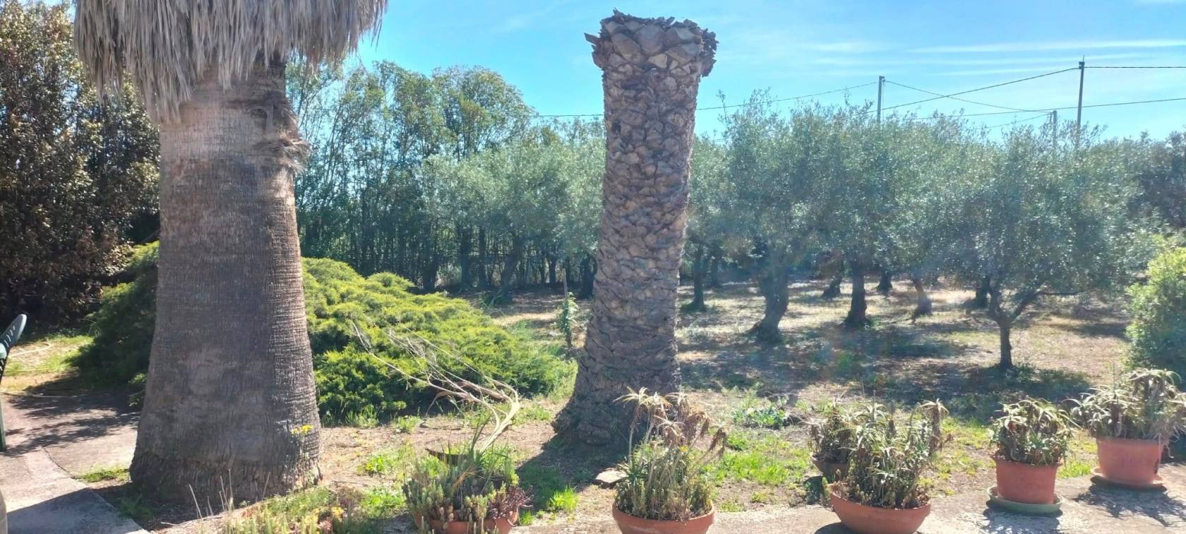 Giardino