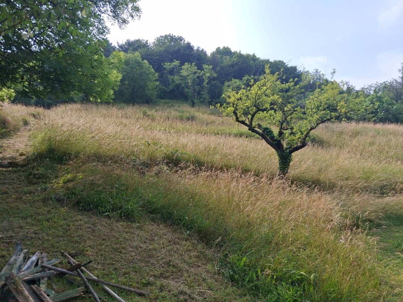 Terreno