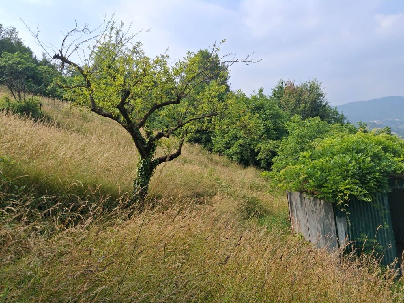 Terreno