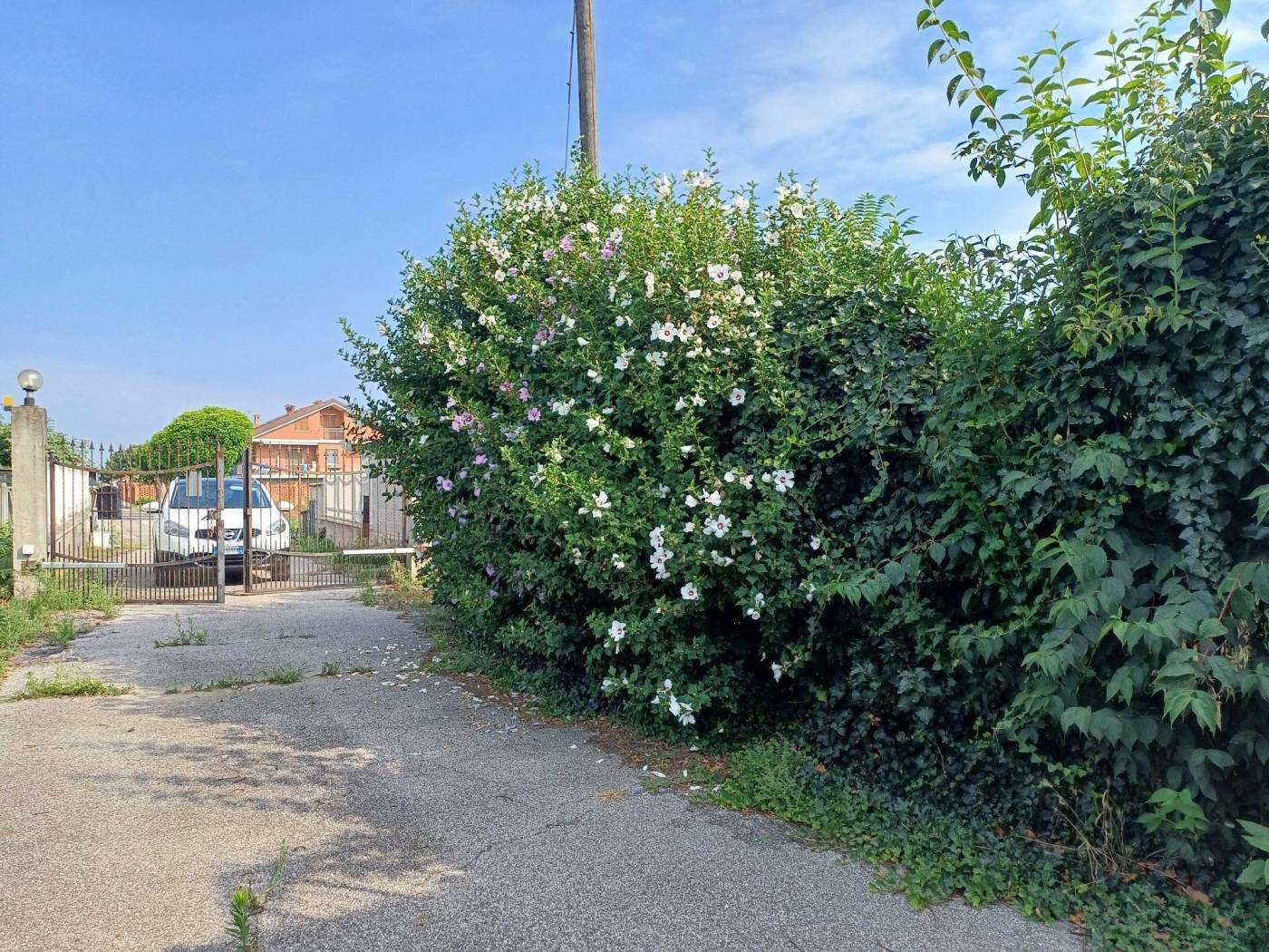 Giardino