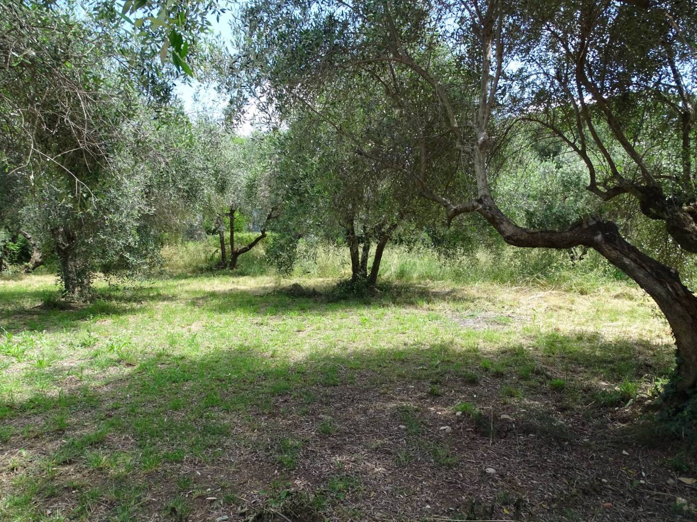 Terreno