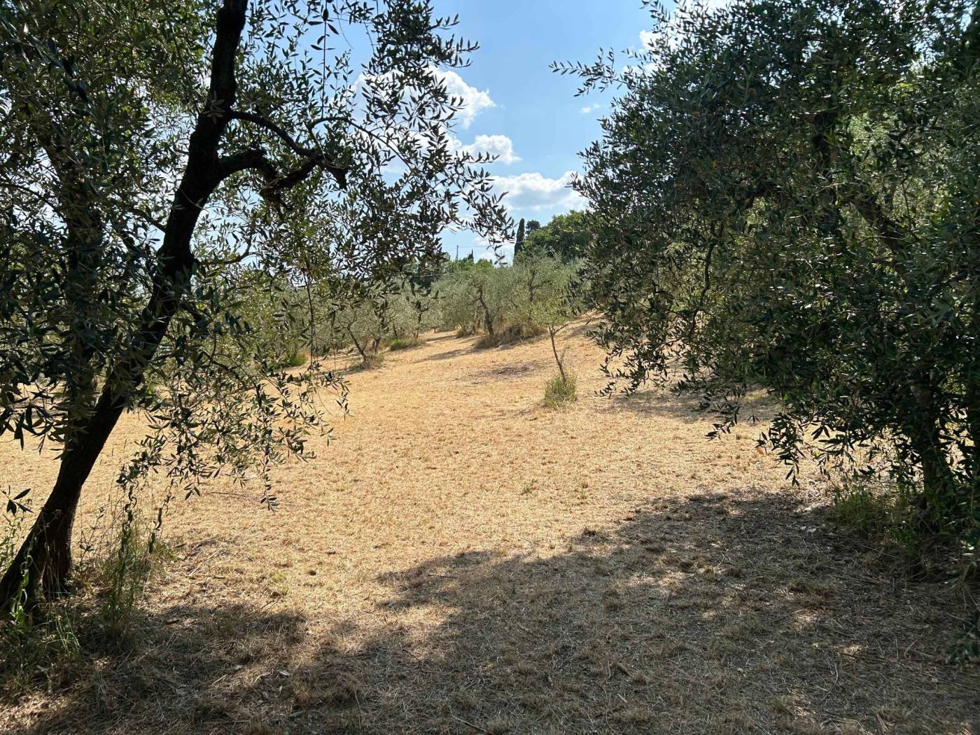 Terreno Terreno