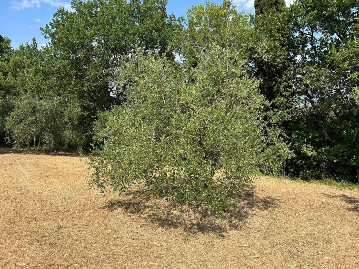 Terreno Terreno