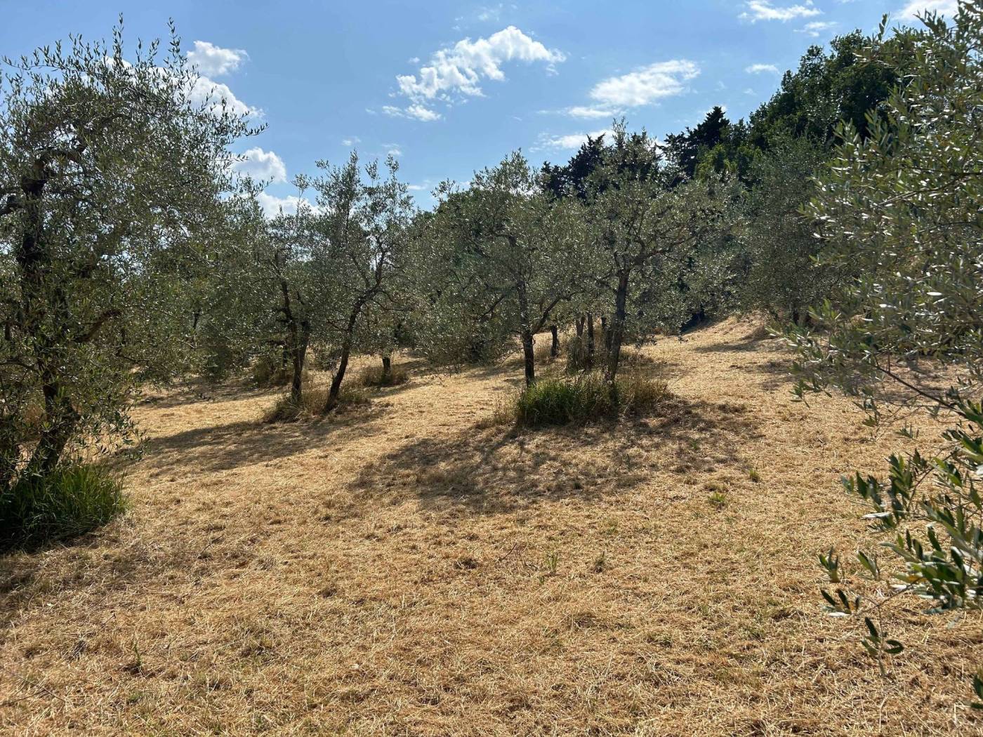 Terreno Terreno
