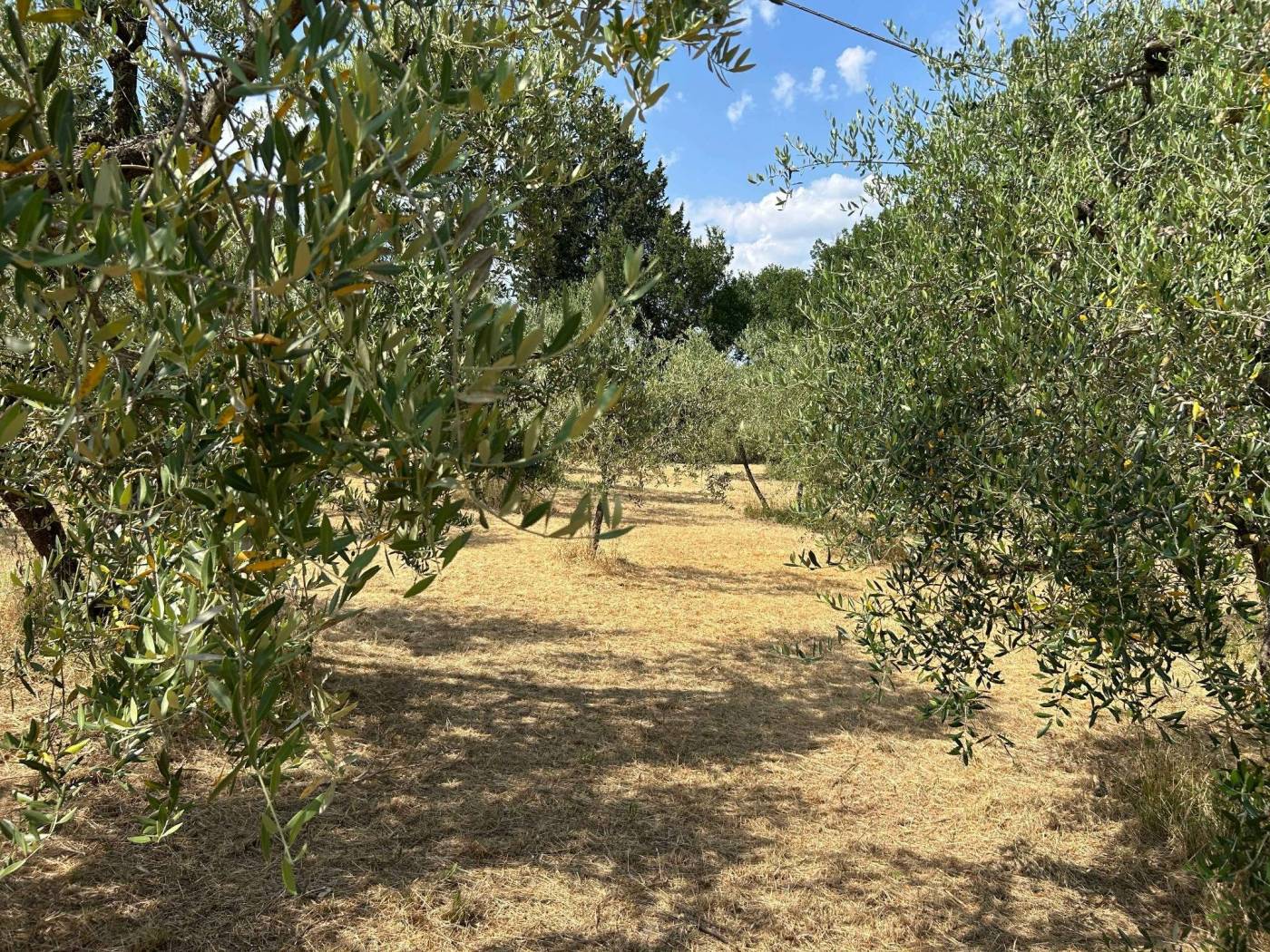 Terreno Terreno