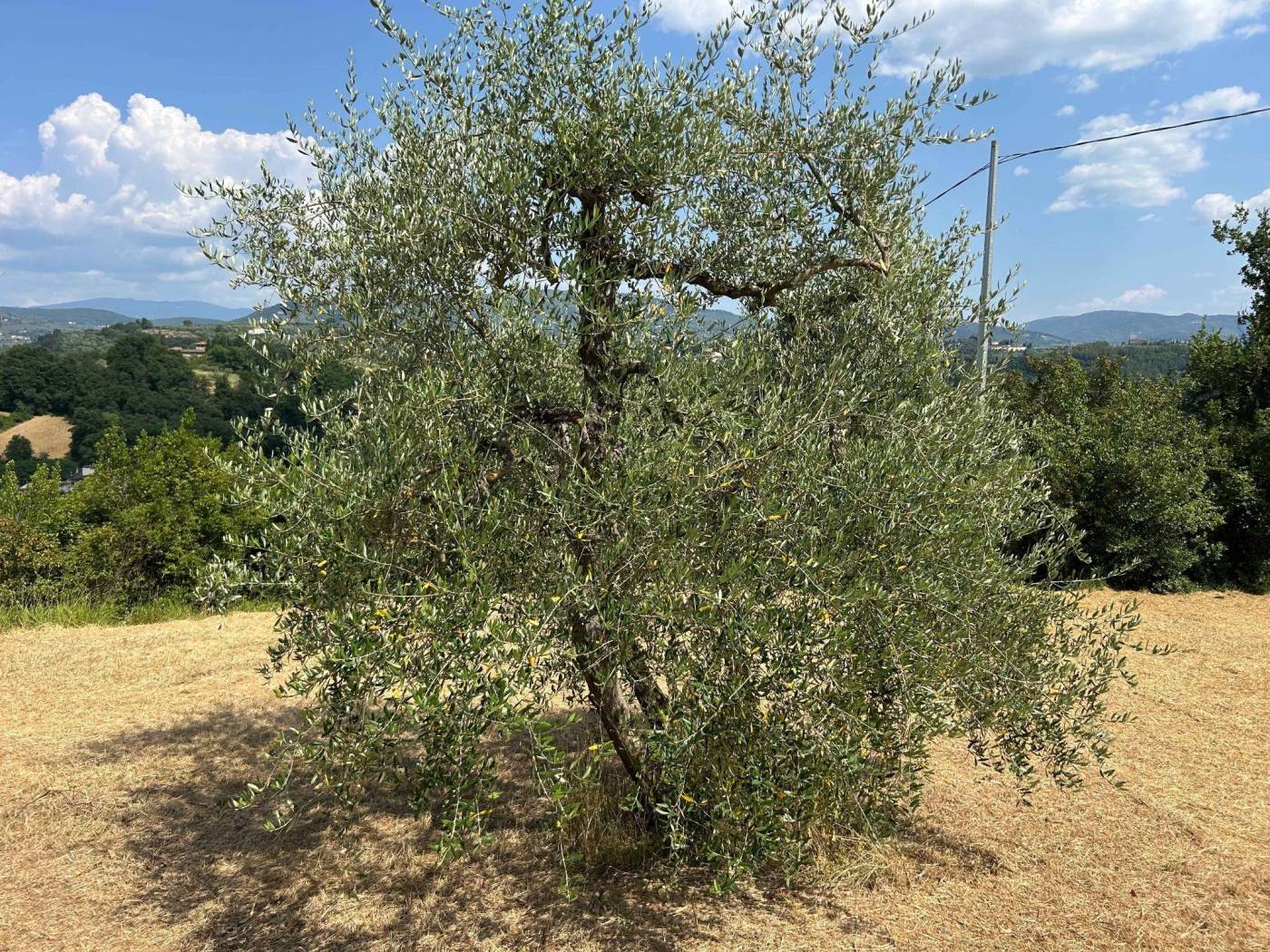 Terreno Terreno