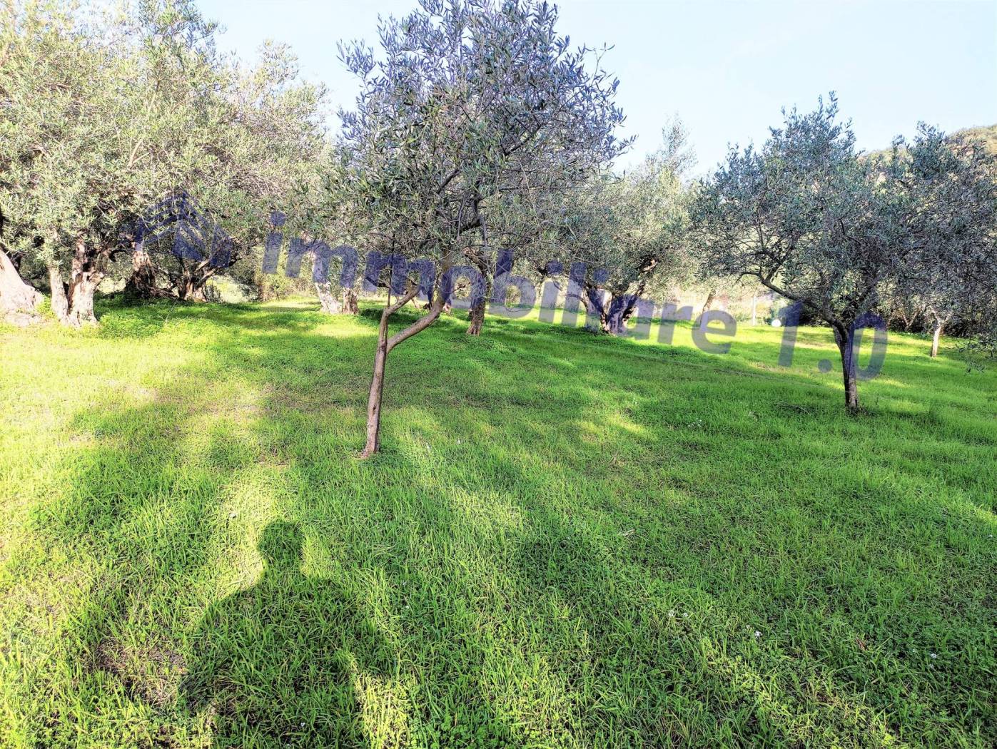 Terreno