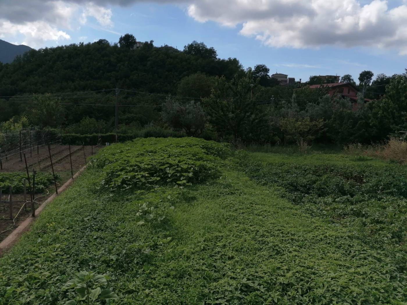 Terreno
