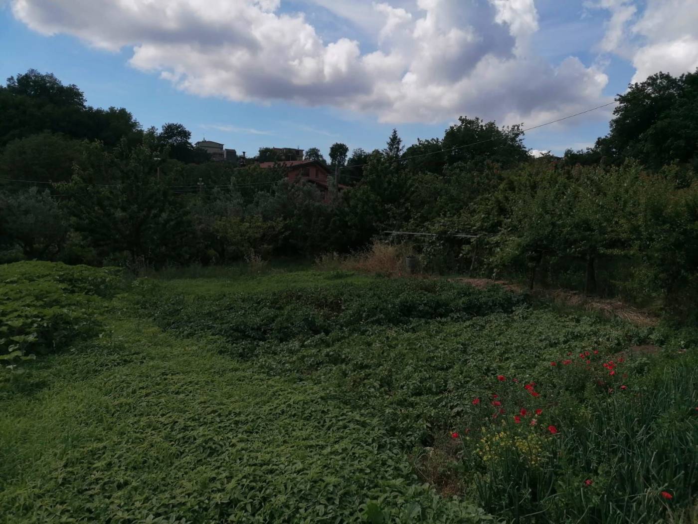 Terreno