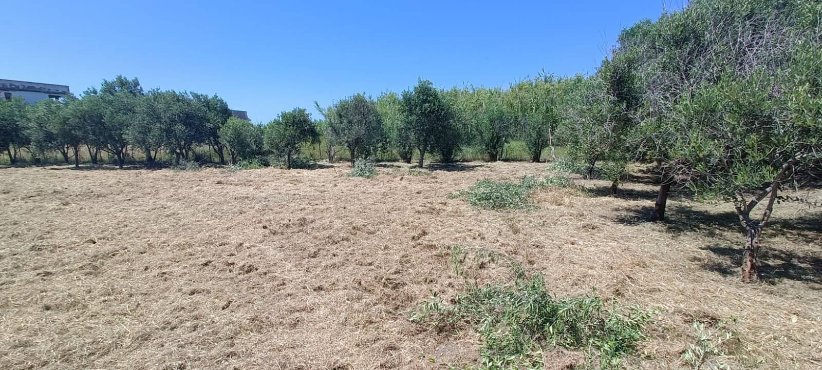 Terreno
