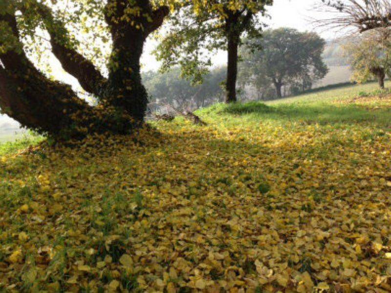 Terreno