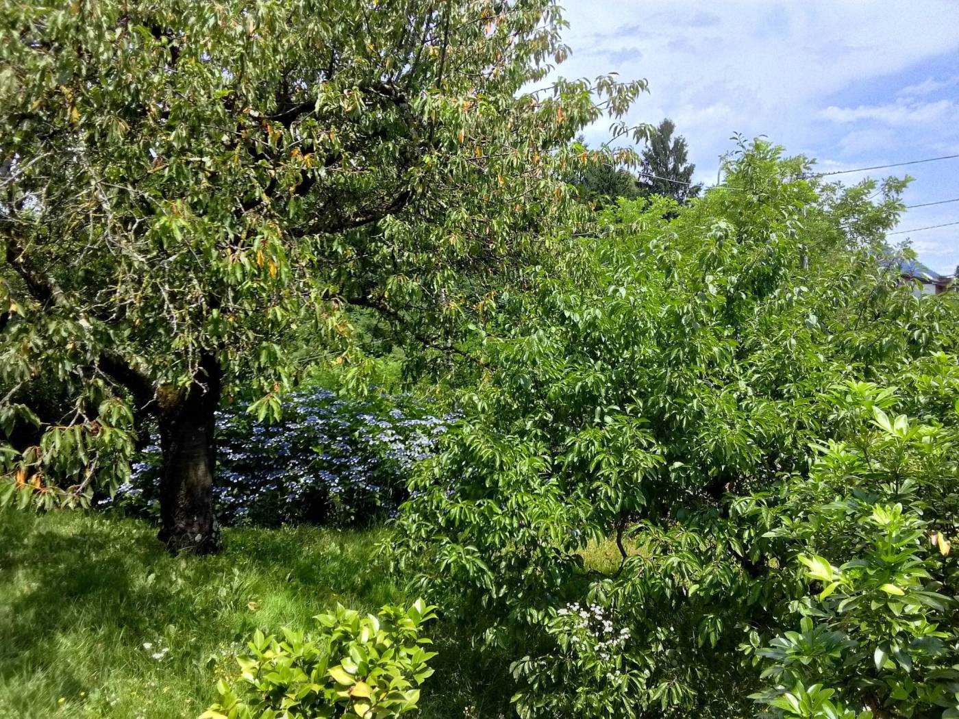 Terreno