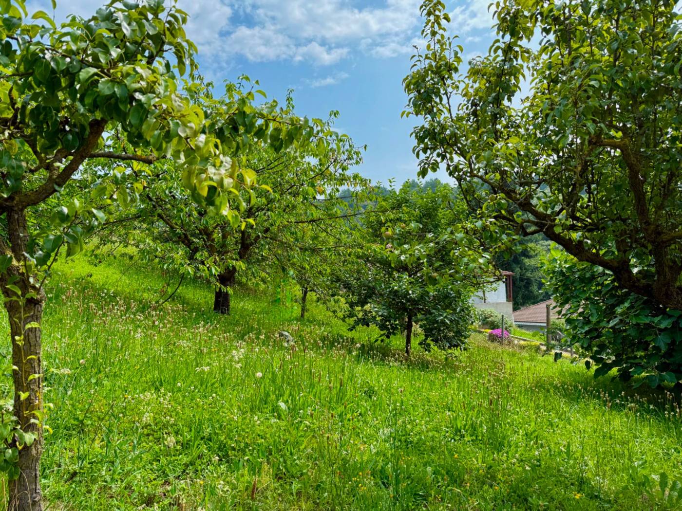 Terreno