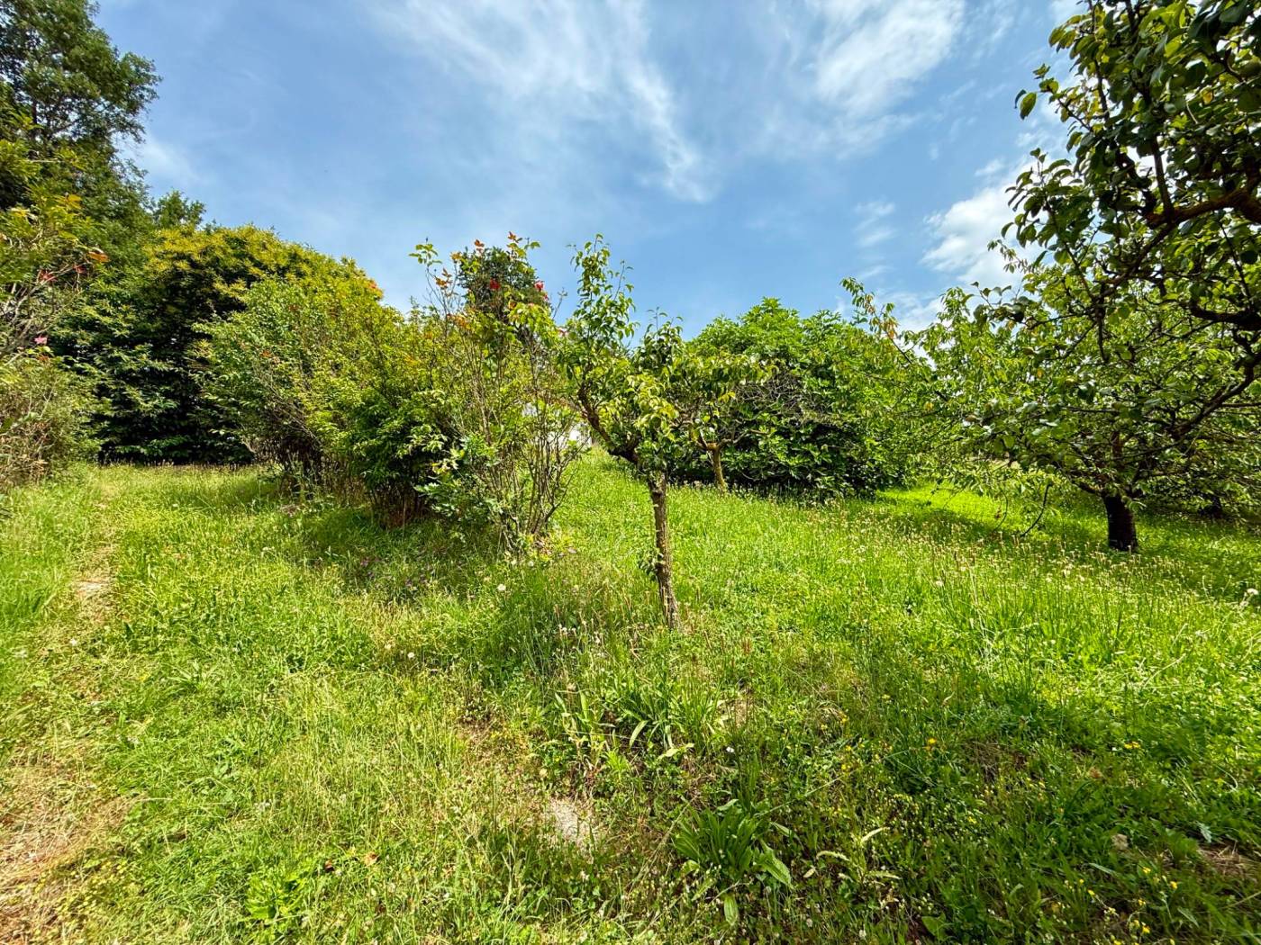 Terreno