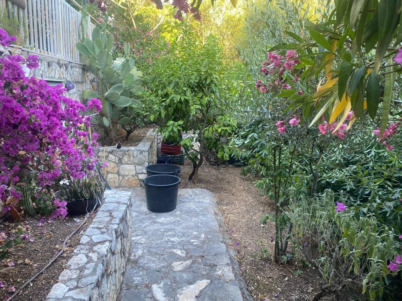Giardino