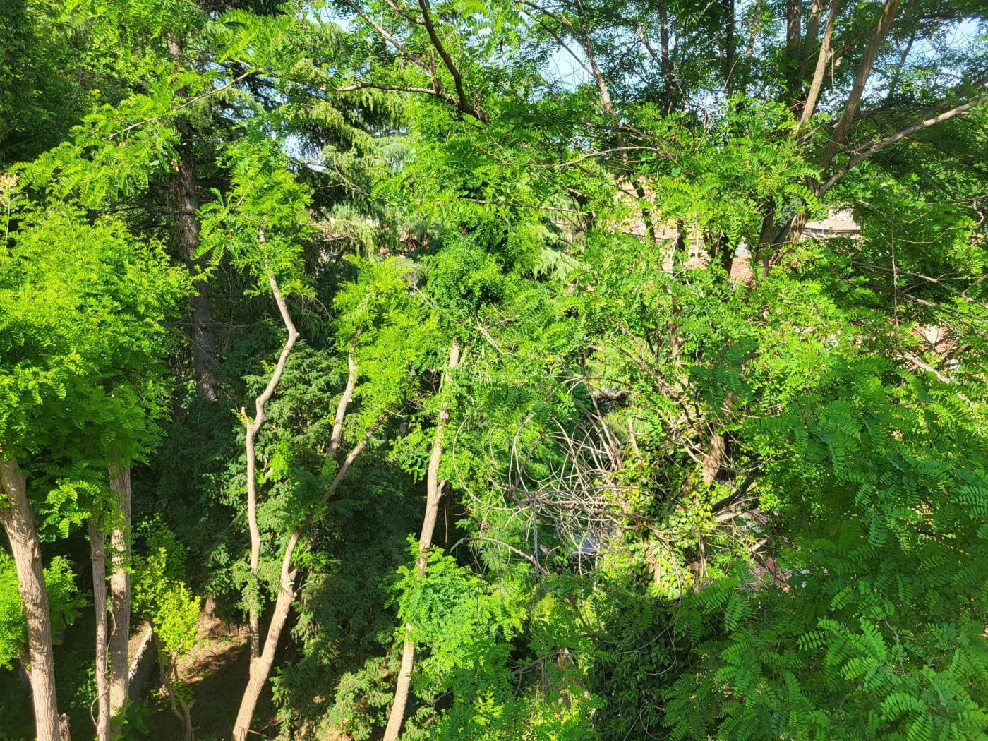 Giardino
