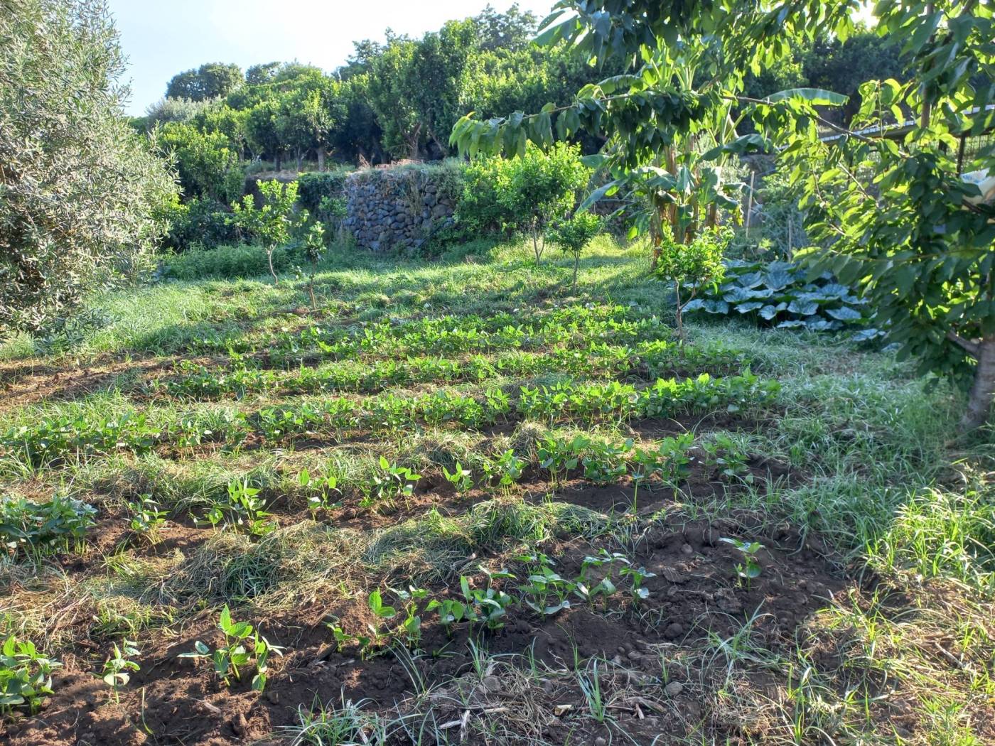 Terreno