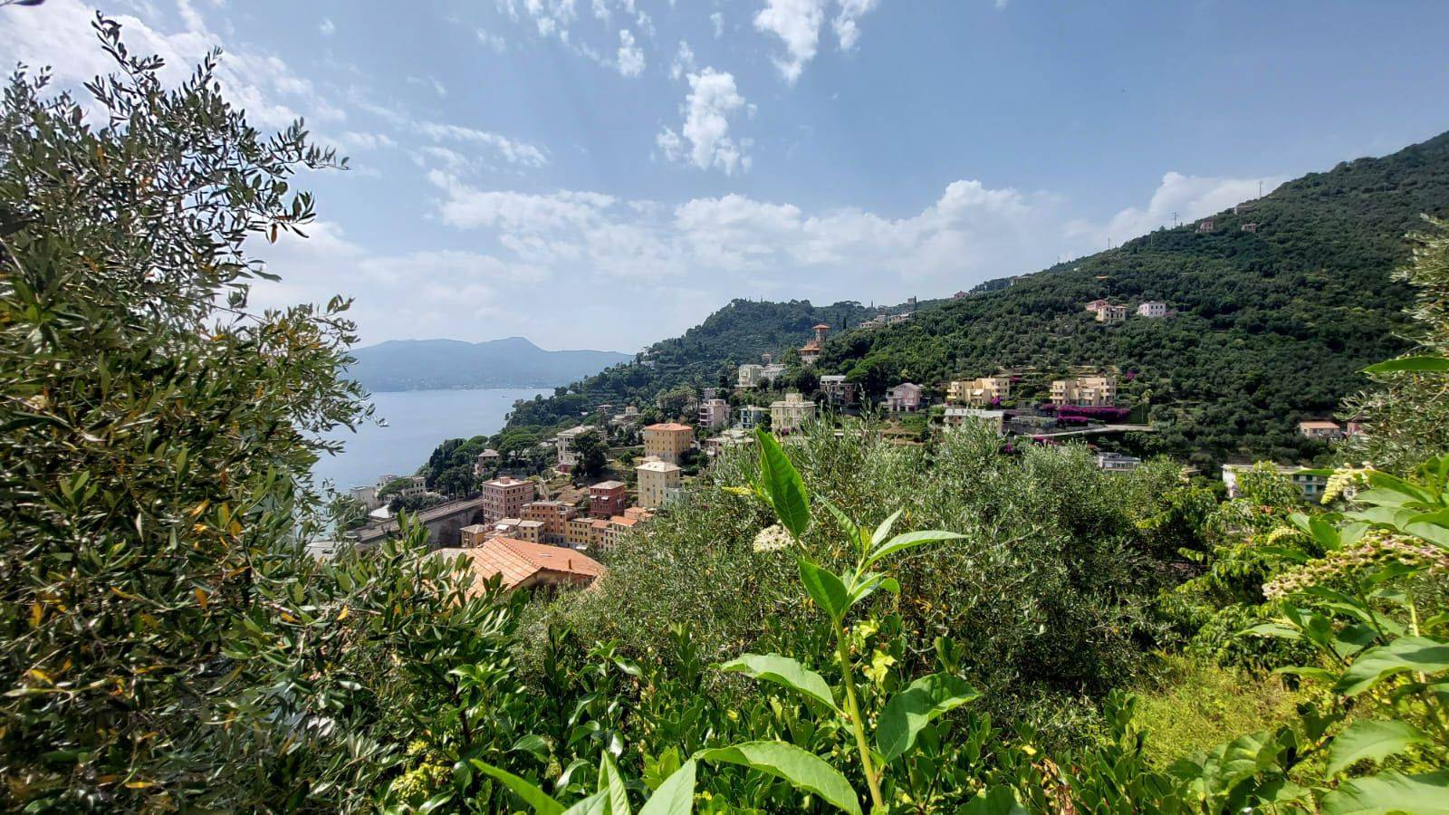 Vista