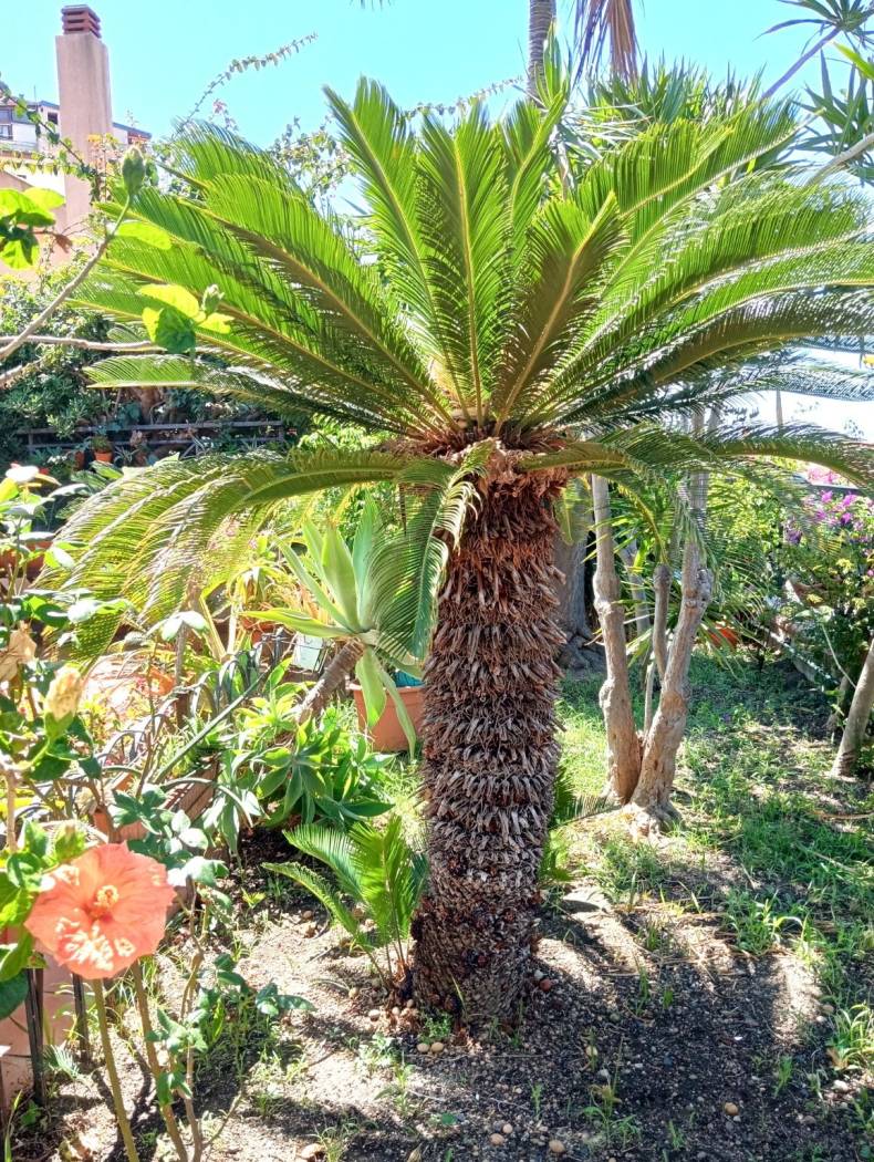 Giardino