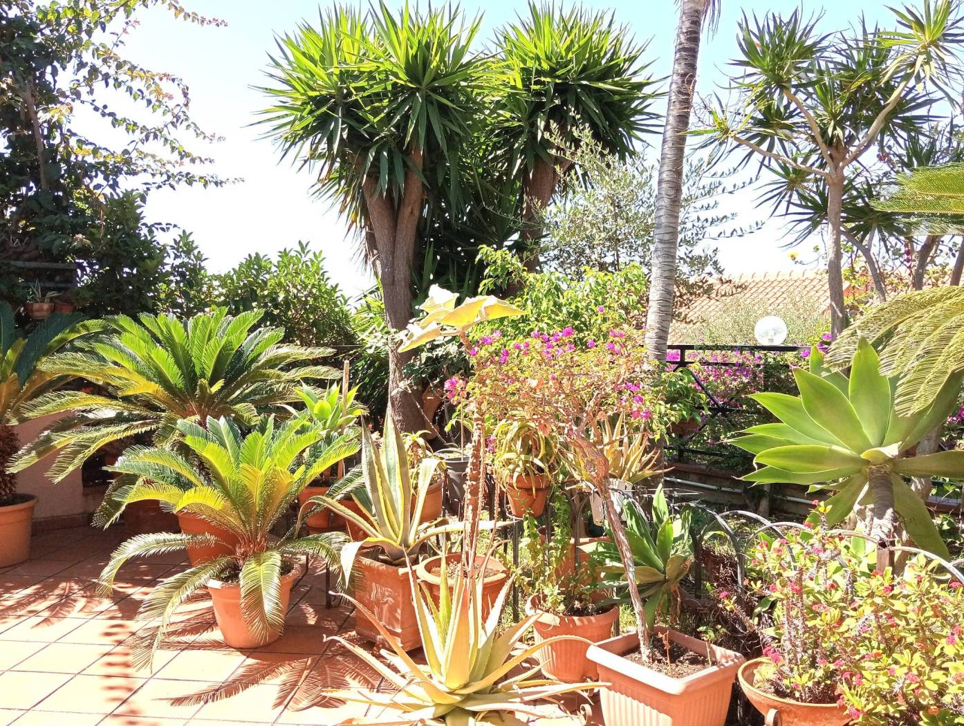 Giardino