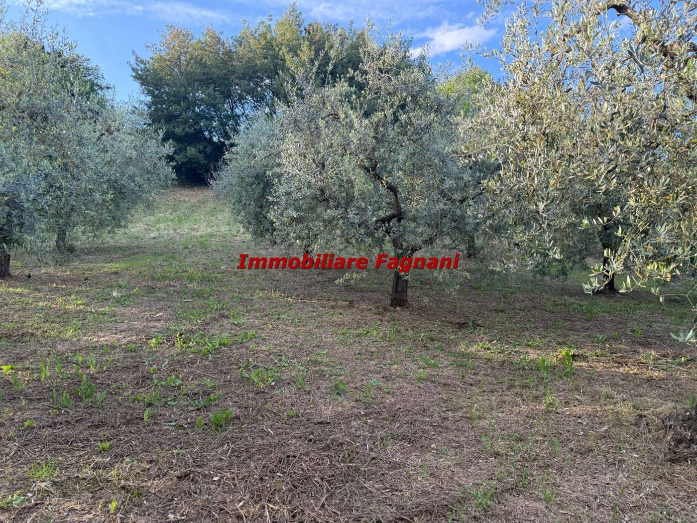 Terreno