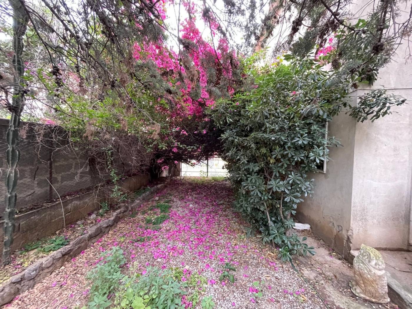 Giardino