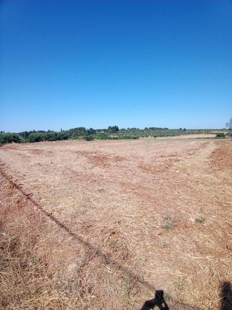 Terreno