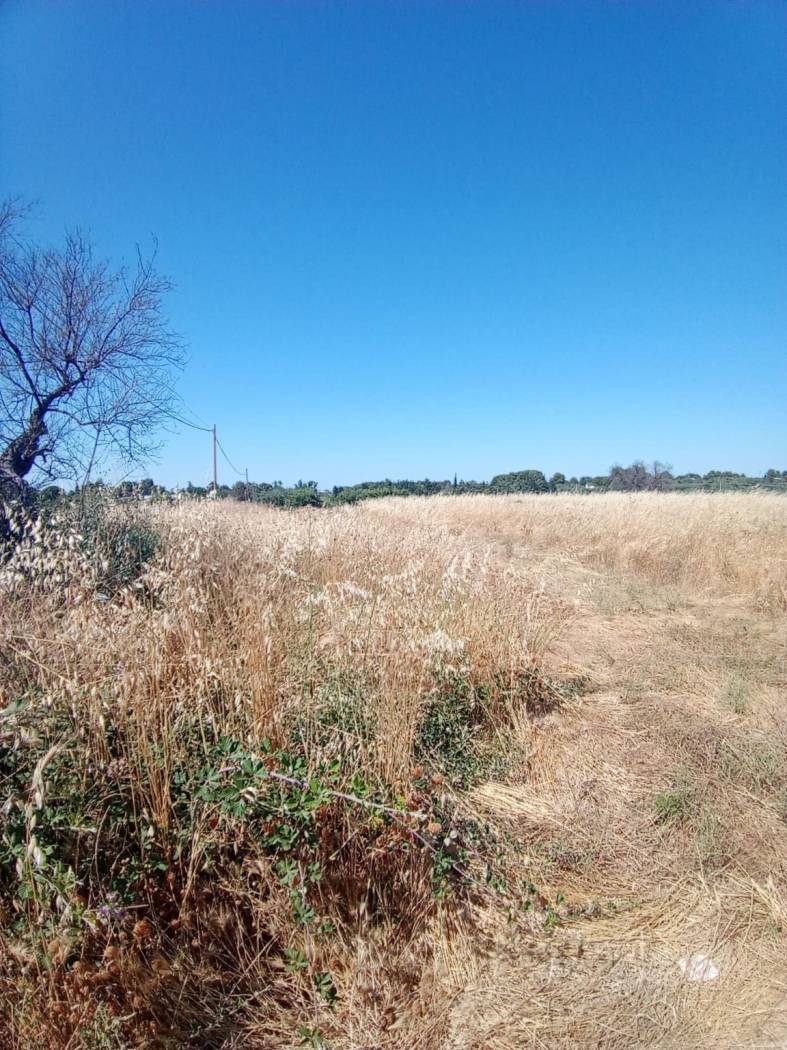 Terreno
