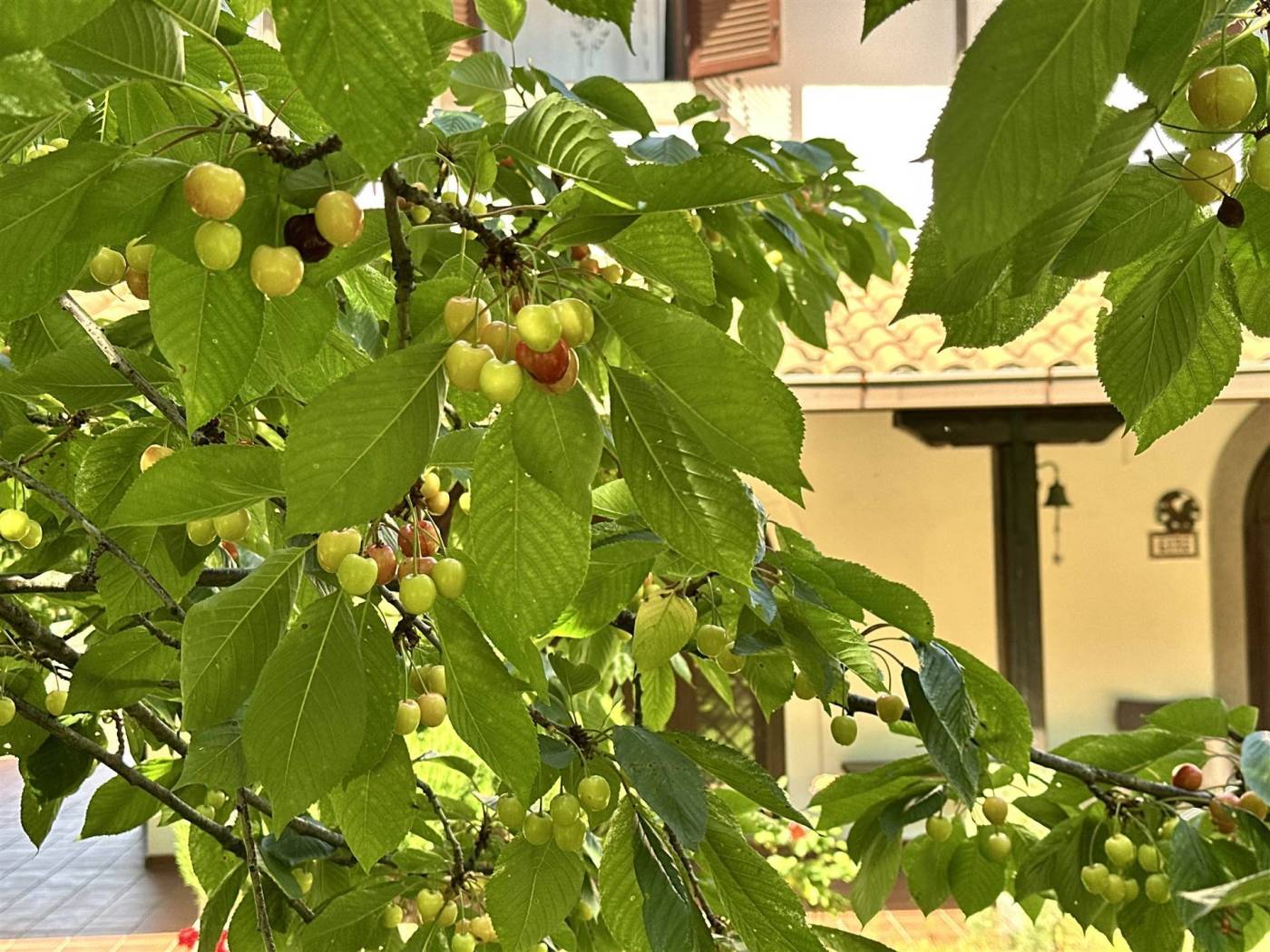 Giardino