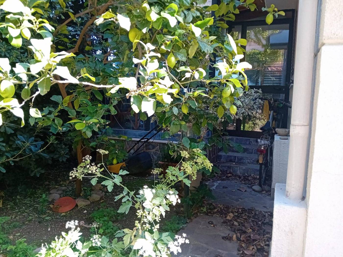 Giardino