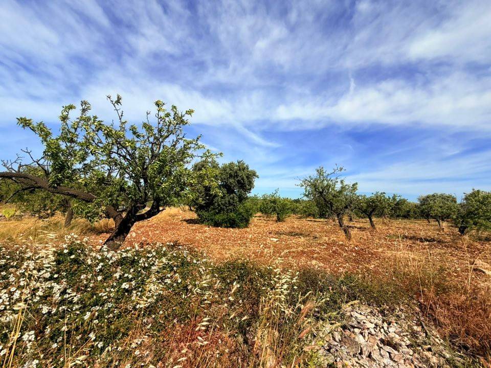 Terreno