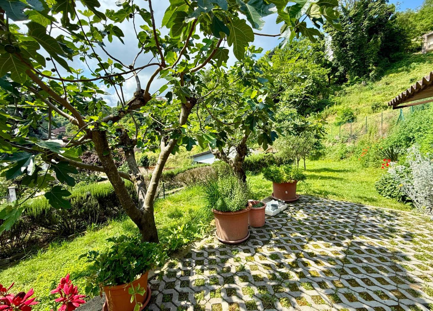 Giardino