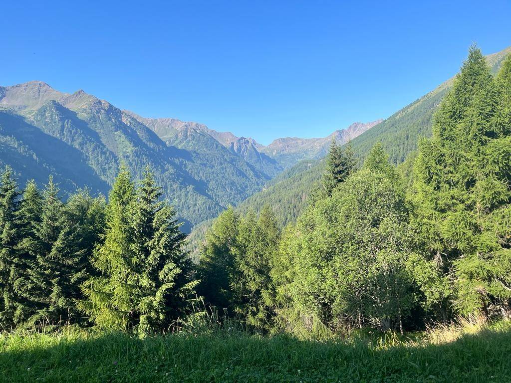 Vista