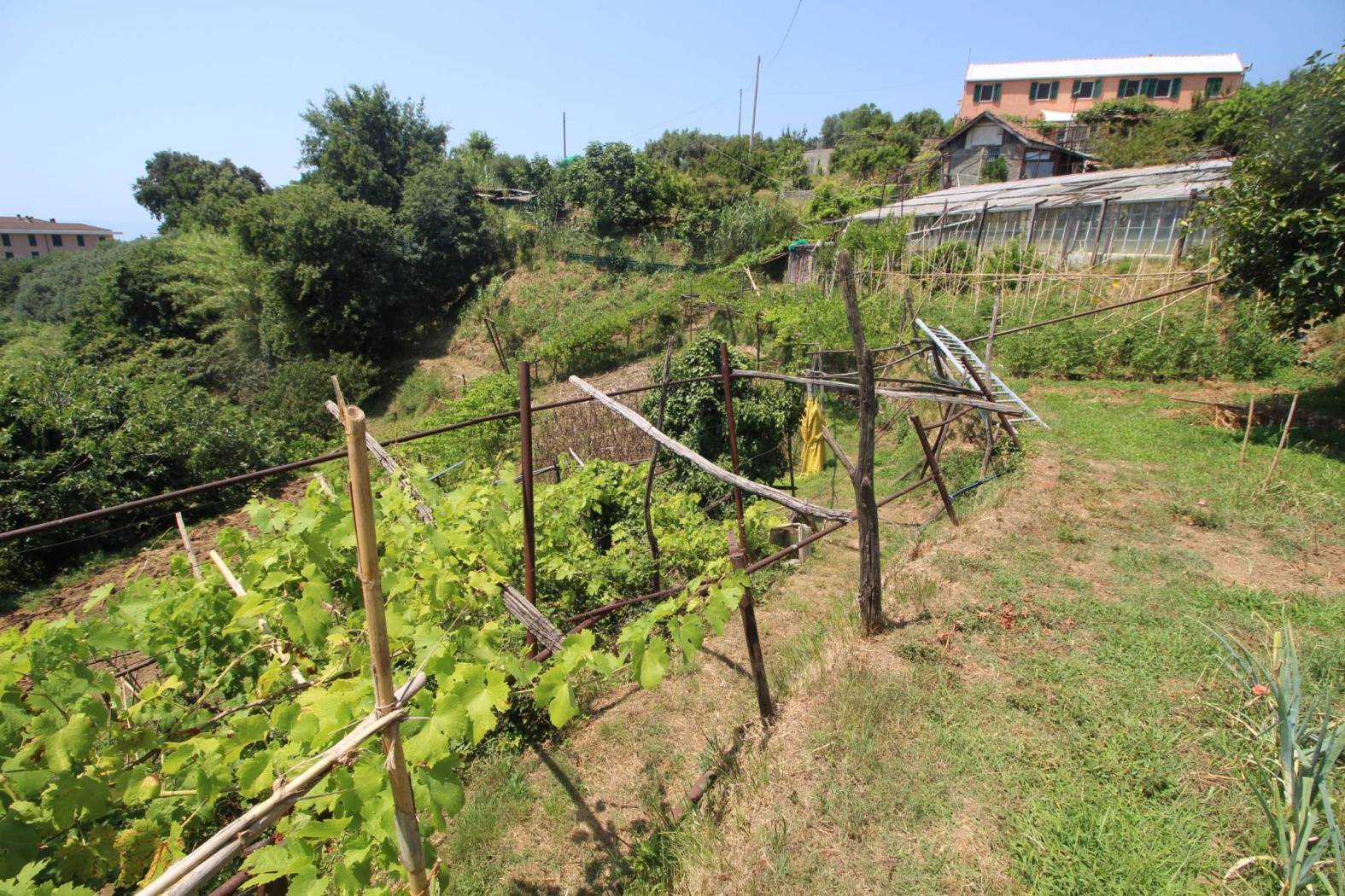 Terreno