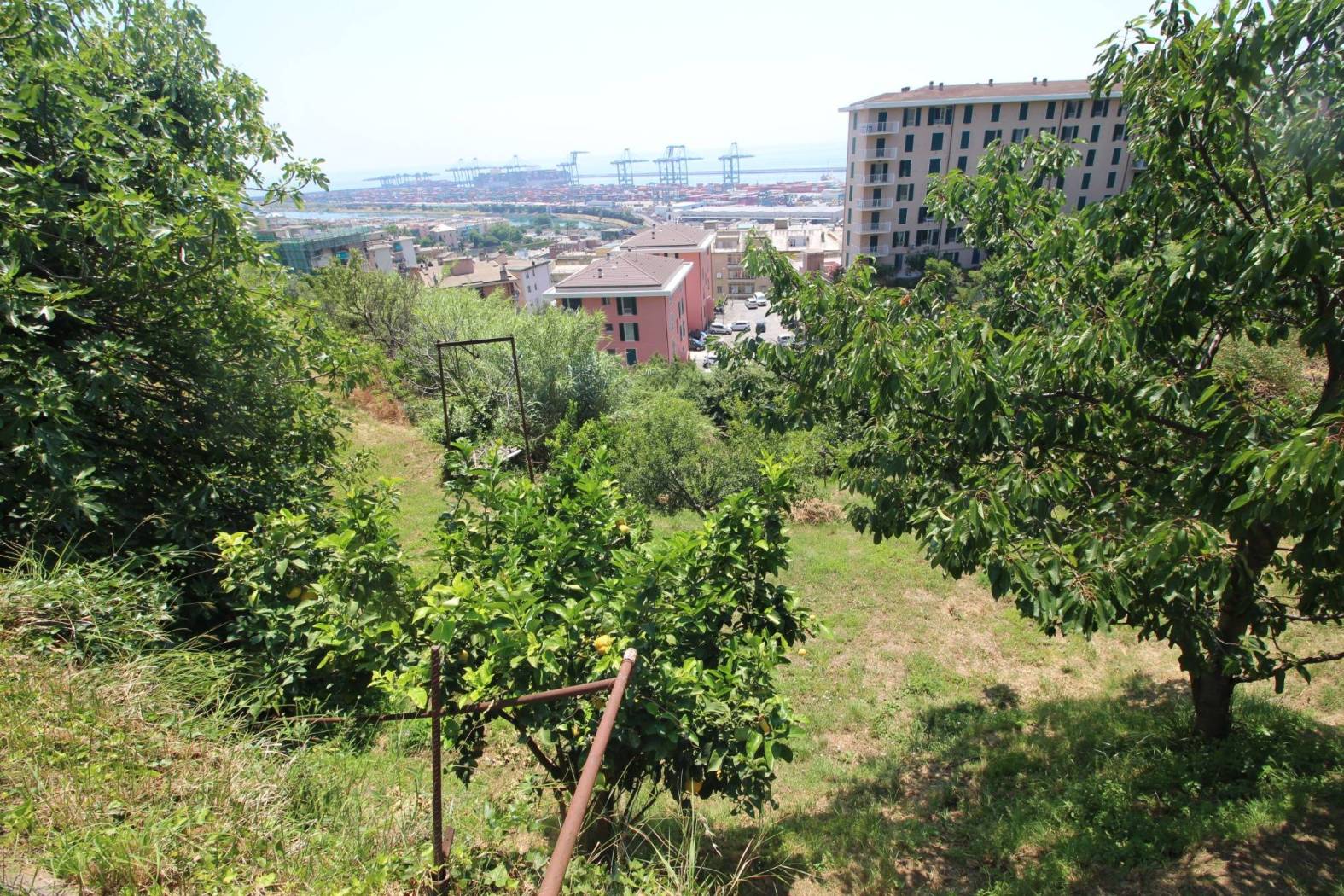 Vista