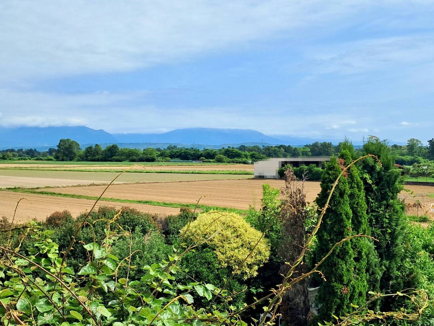 Vista