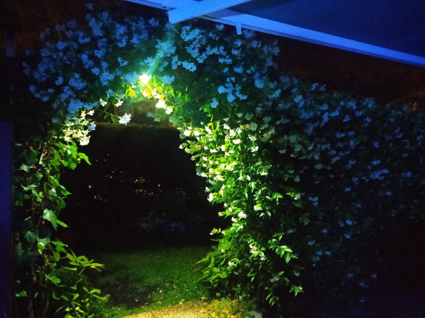 Giardino