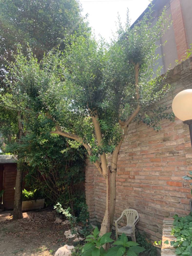 Giardino Giardino