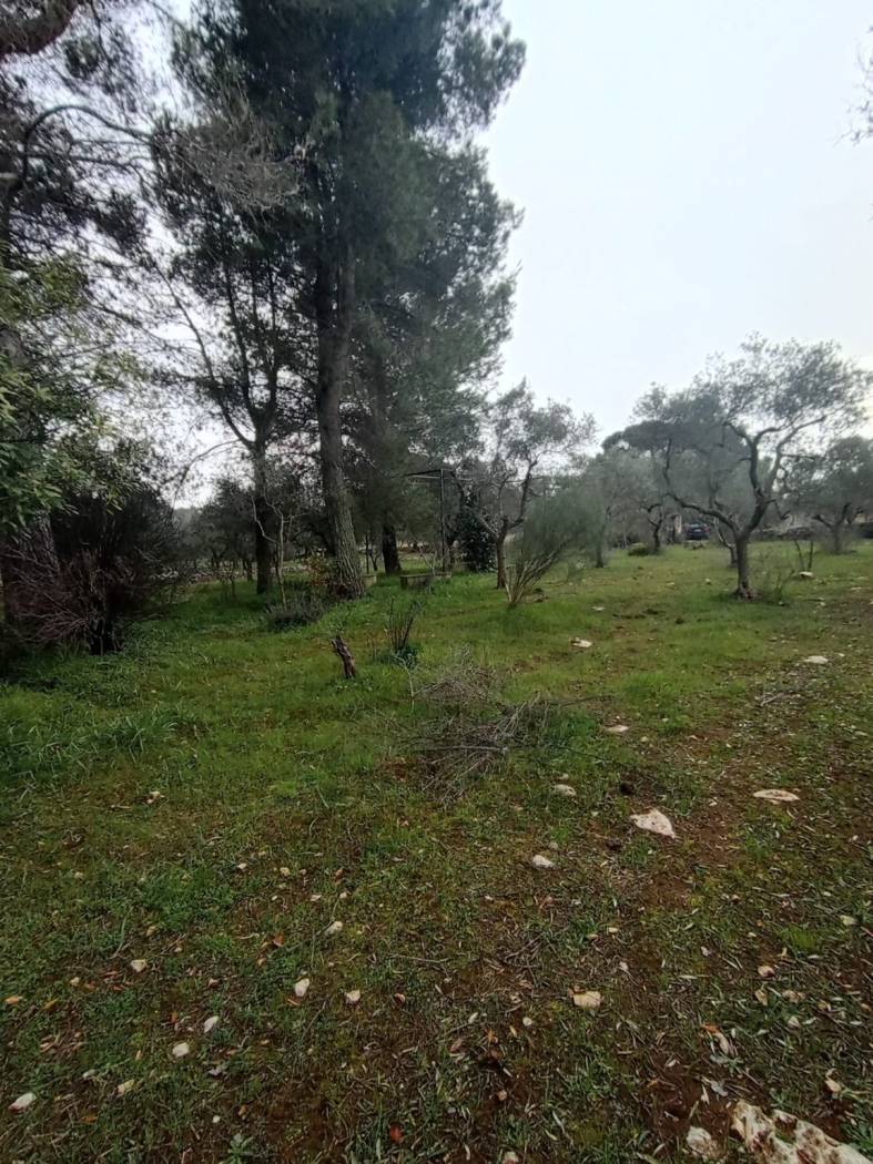 Terreno