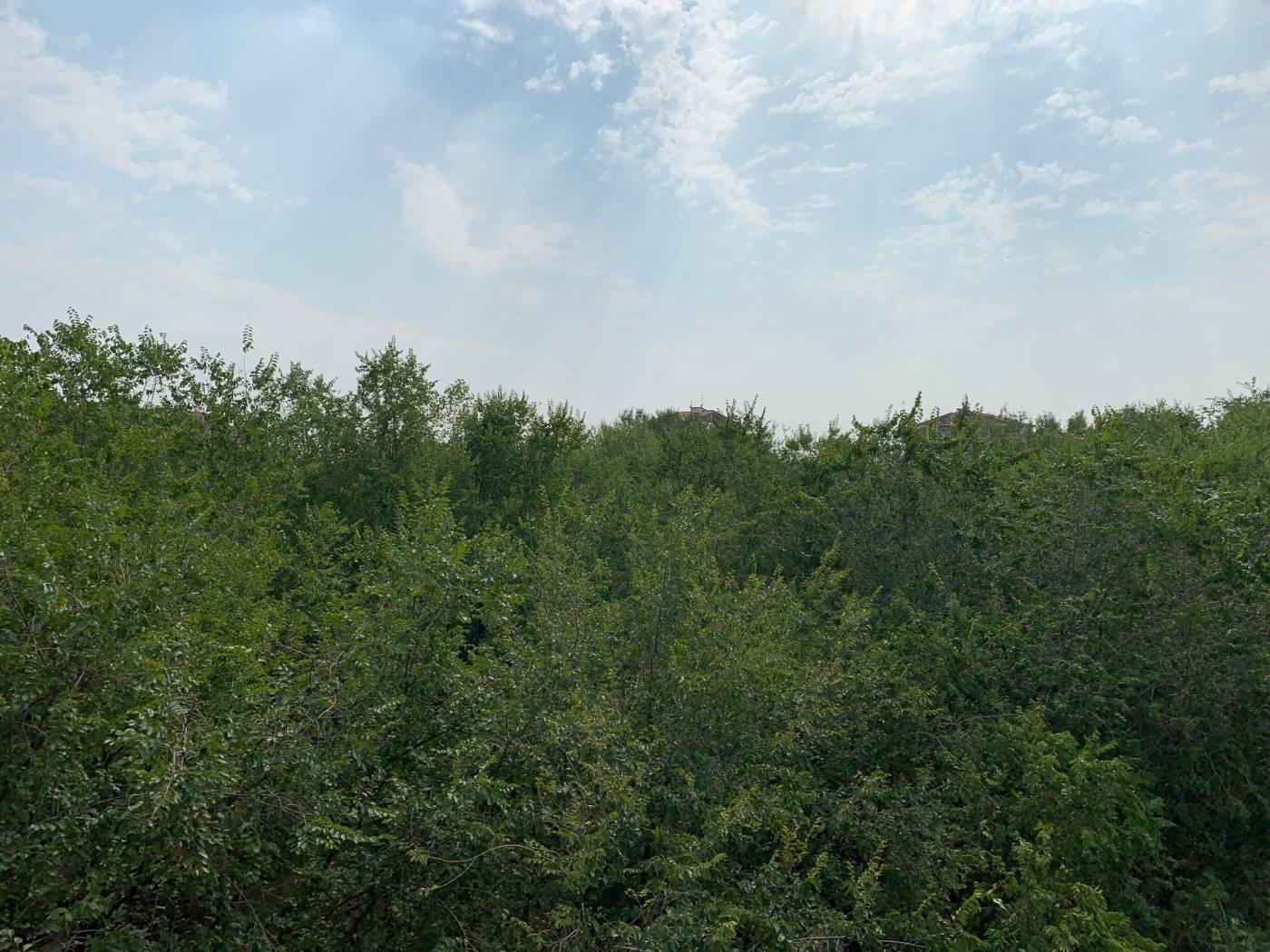 Vista
