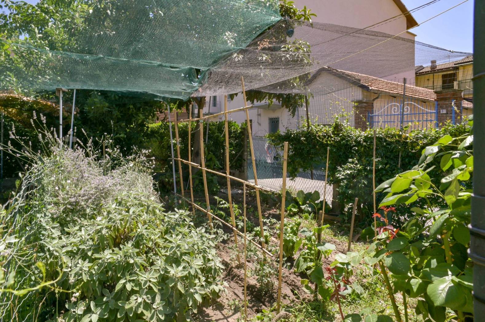 Giardino