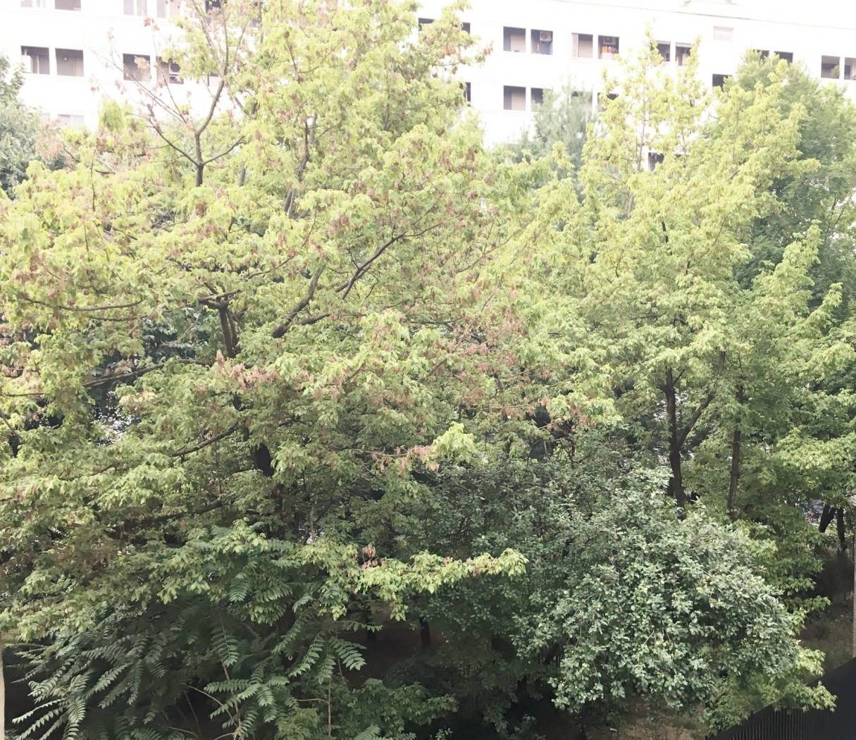 Vista