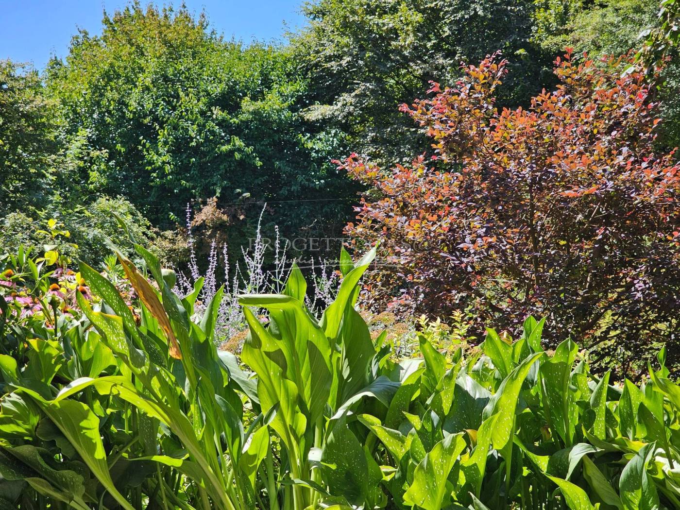 Giardino