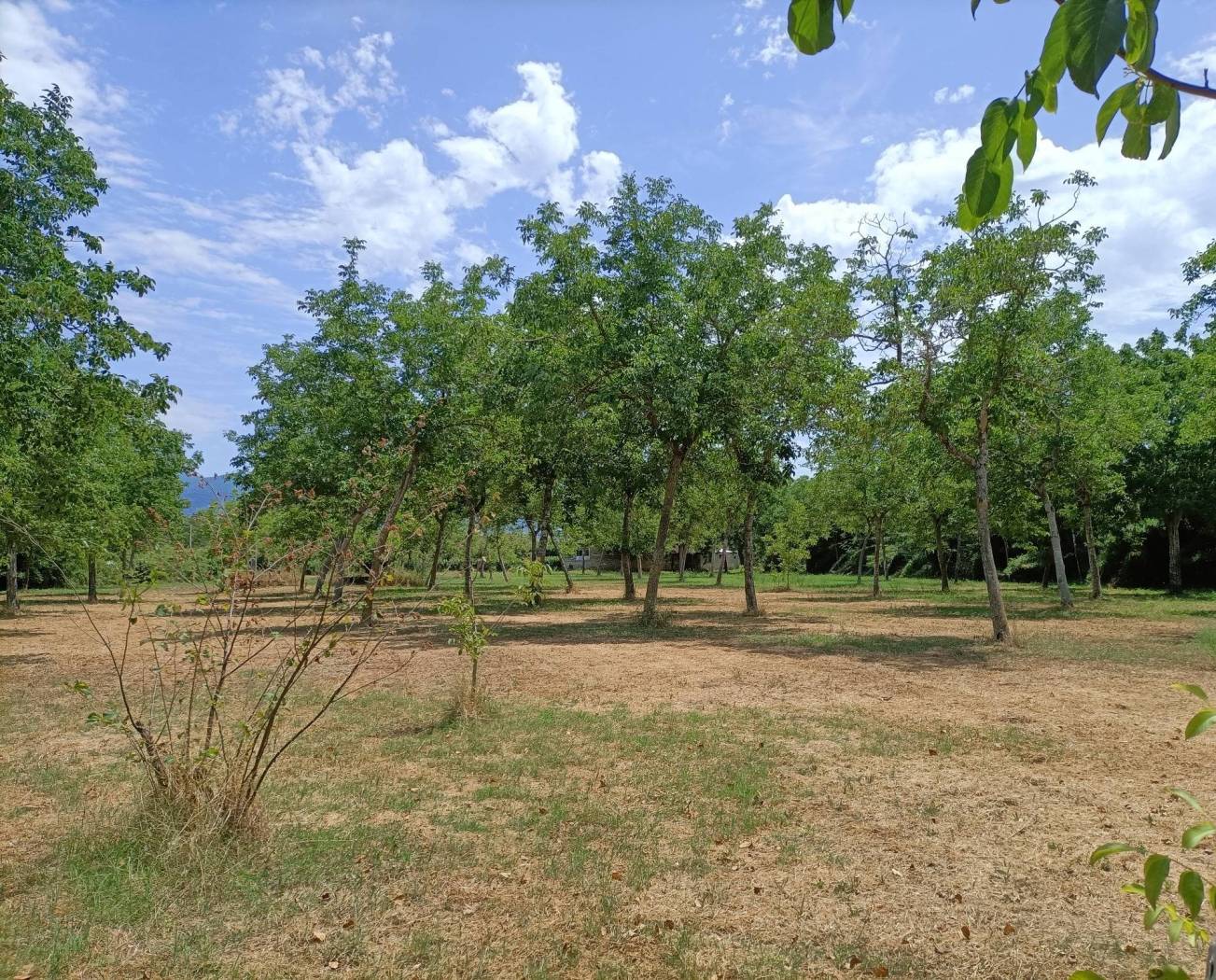 Terreno