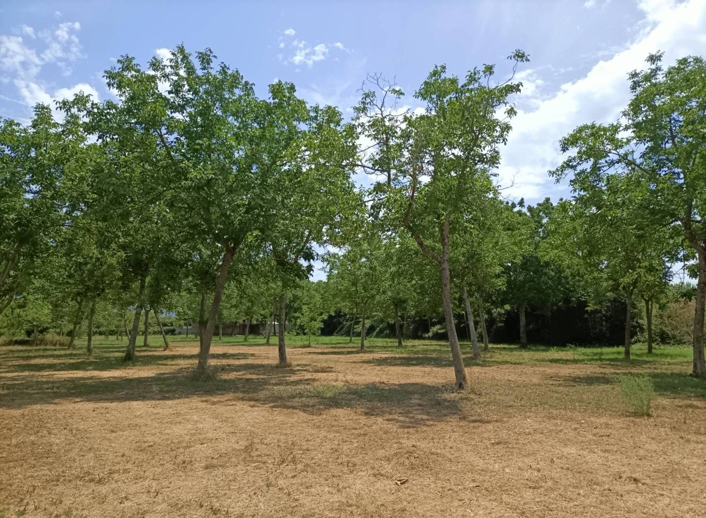 Terreno