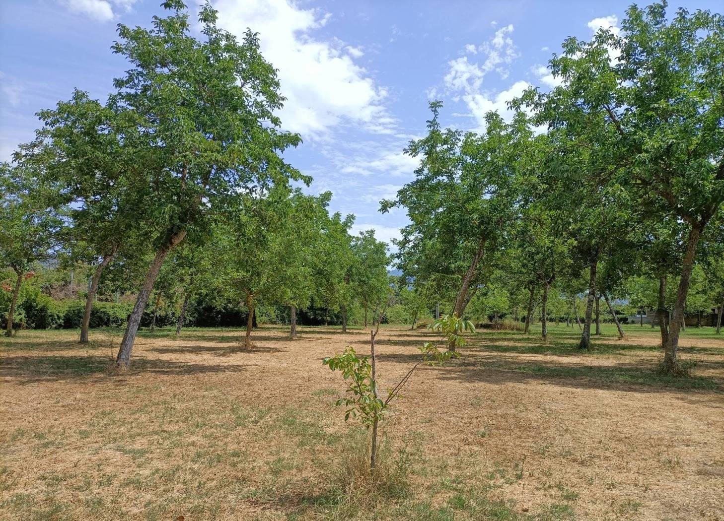 Terreno